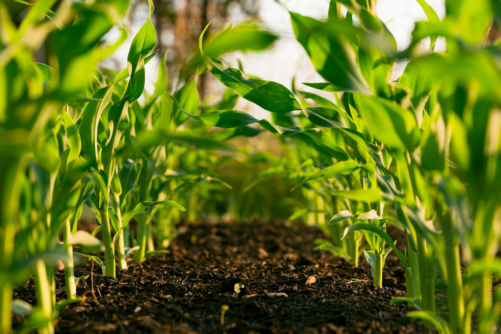 Venta de Maquinaria Agrícola - Servicio especializado JERGSA